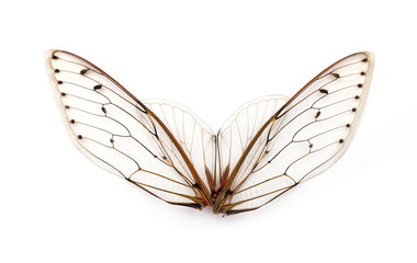 cicada wings.