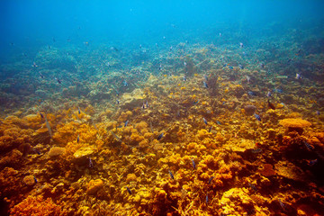 coral reef area