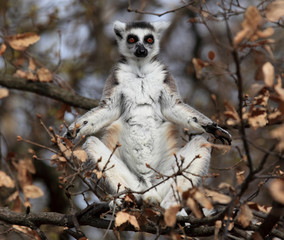 maki catta zen au soleil du matin