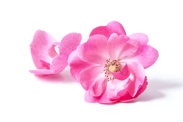 Obraz premium rosa chinensis