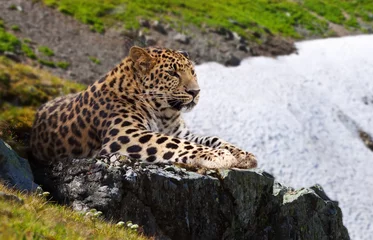Foto op Canvas luipaard op stenen © JackF