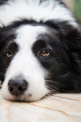 眠たいボーダーコリー