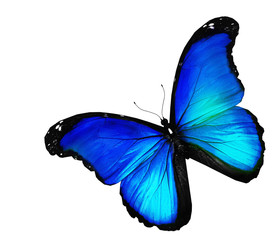 Blue butterfly on white background