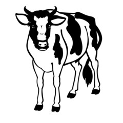 calf black and white