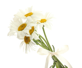 beautiful daisies flowers isolated on white