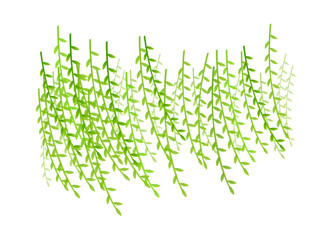 vector icon willow © zzve