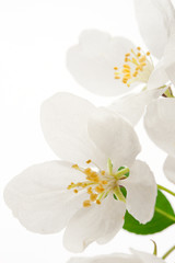Apple tree flowers on white