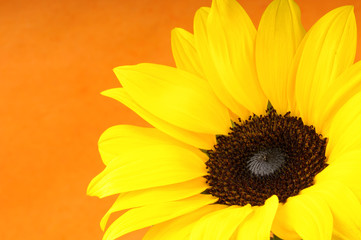 Fototapeta premium Sunflower close-up