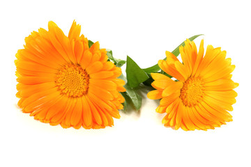 zwei frische orangefarbene Ringelblumen