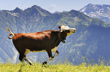 crazy cow is jumping in the mountain - 43254575