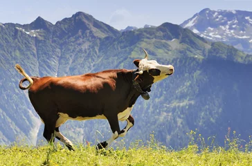 Poster Im Rahmen verrückte Kuh springt in den Berg © beatrice prève