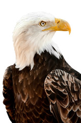 American Bald Eagle