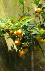 Mandarinenbaum (Citrus reticulata)