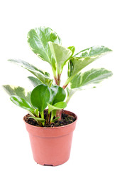 flower in ceramic flower pot