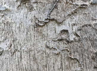 Obraz premium bark of tree