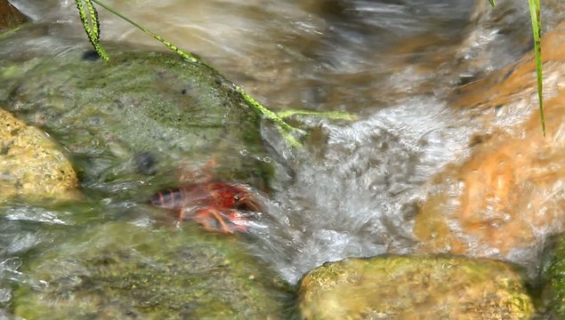 crawfish