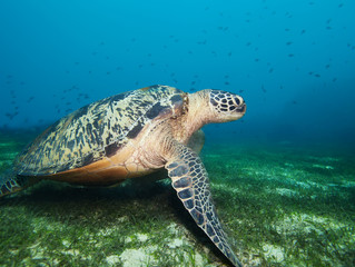 Turtle on seaweed bottom