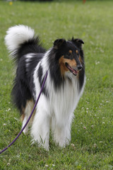Collie