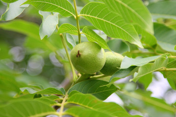 walnut