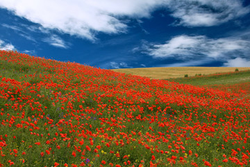 red poppies