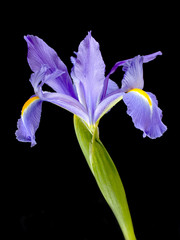 Violet iris on black background