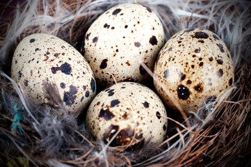 Obraz premium quail eggs in nest