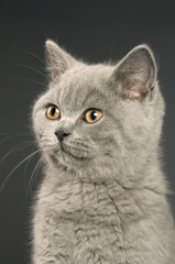 British short haired grey cat