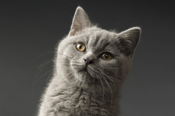 British short haired grey cat