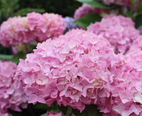 Fleurs rose de hortensia
