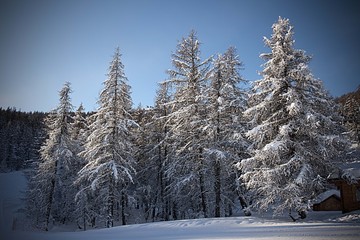 Fototapeta premium pini innevati