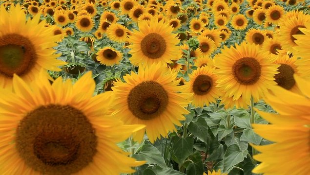 Tournesols sous le vent