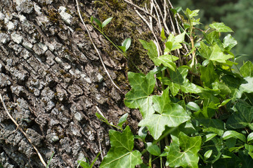 Tree bark with ivy leaves