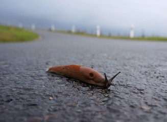 Der lange Weg, Nacktschnecke auf asphaltierter Strasse