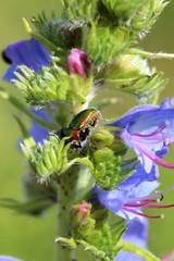 Seidiger Fallkäfer auf Blauem Natternkopf