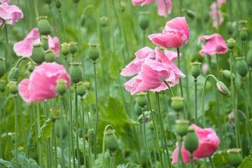 Obraz premium Mohn - Poppies