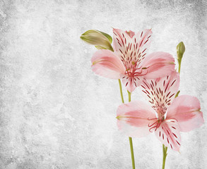 Obraz na płótnie Canvas Alstroemeria flowers against a background of old paper