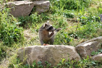 Fressendes Waschbärbaby 
