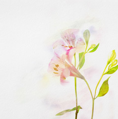 Alstroemeria flowers on  watercolor paper. © Antonel