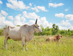 asian cows
