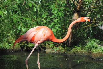 close up  of a beautiful pink flamingo, tropical bird
