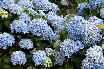 Hortensie - Hydrangea
