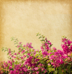 Dark pink bougainvillea against a background of old paper