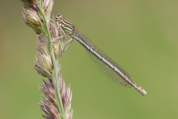 Weibliche Blaue Federlibelle