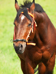portrait of wonderful Trakehner stallion