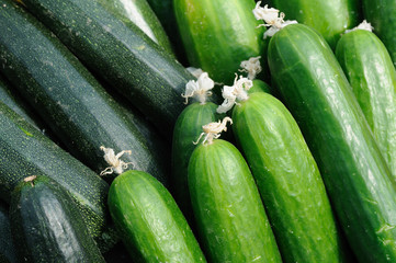 Cucumber and zucchini