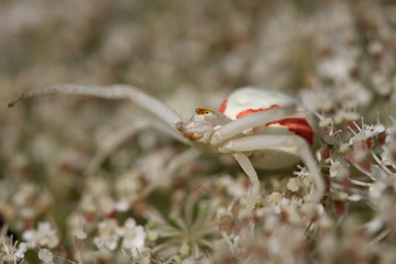Crab spider on Queen Anne's Lace flower