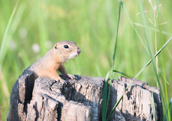 European ground squirrel (spermophilus citellus, suslik)
