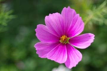 Obraz premium Macro fleur rose