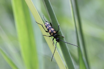 Vierbindiger Schmalbock (Leptura quadrifasciata)