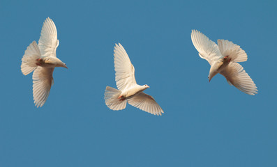Three white pigeons fly in the sky